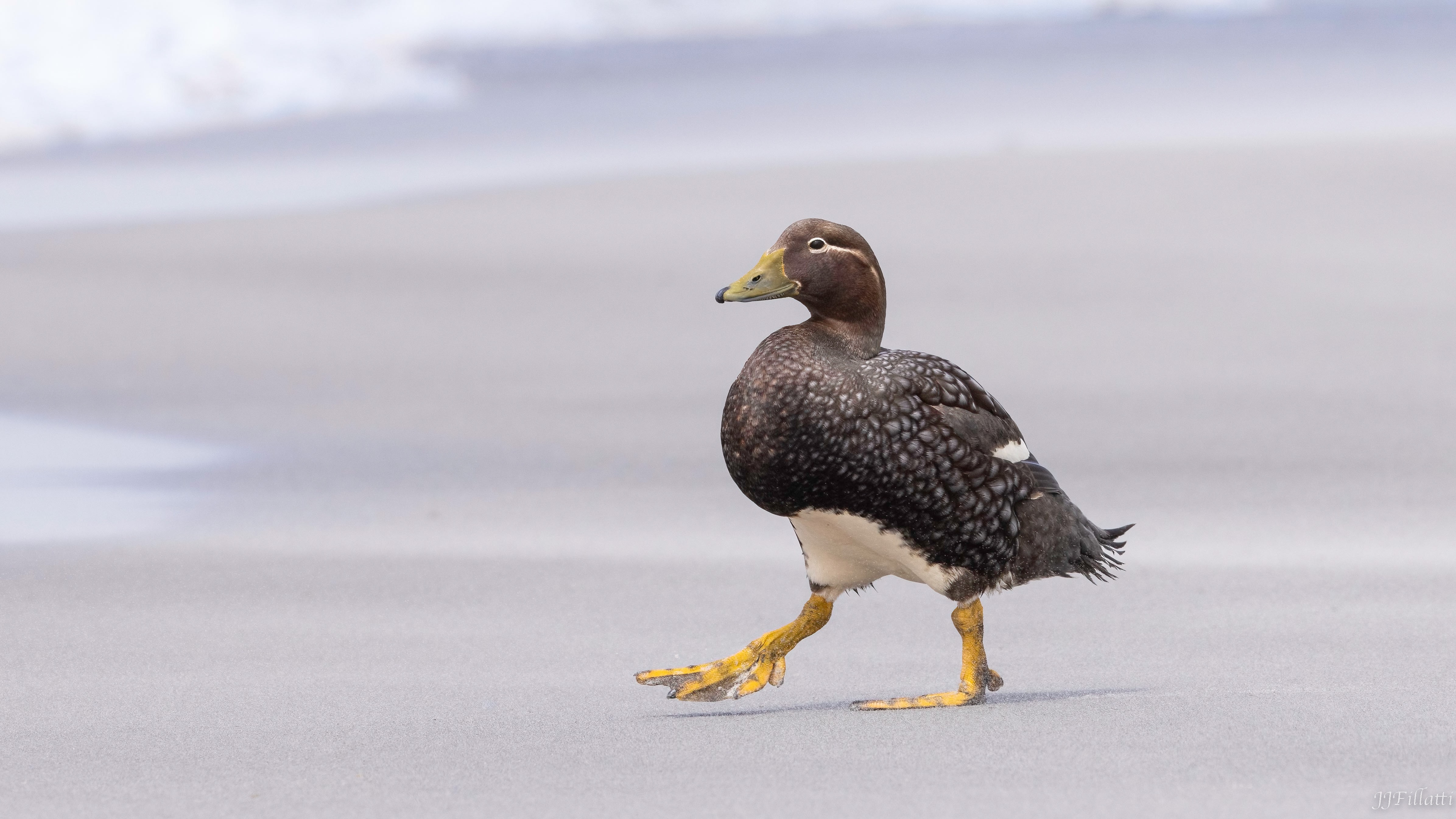 bird of the falklands image 67